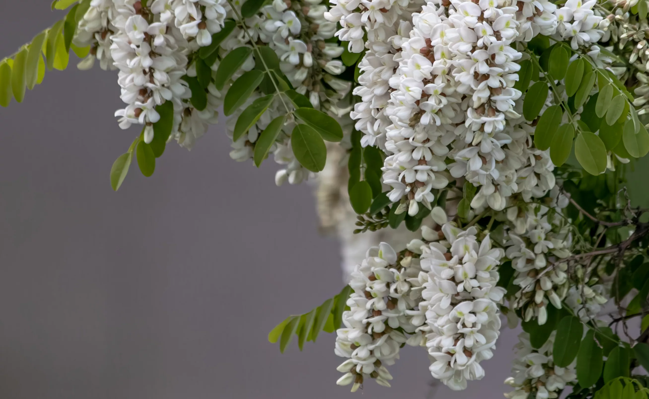 Robiene Blüte Robiene Blüte